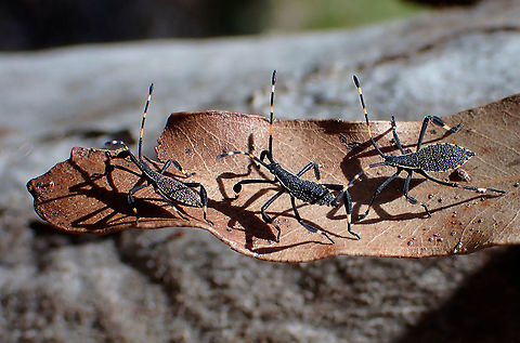 End of the road So much for your short-cuts!
This might be the end of the road in another sense. The suspected ID is Gelonus tasmanicus making this the most northern location for them. Originally thought to be a Tasmanian endemic some are found in southern Victoria.
"Steinbauer, Martin James
Summary
In Tasmania, Australia, the family Coreidae (Hemiptera: Heteroptera) is represented by three species; Amorbus obscuricomis (Westwood), Gelonus tasmanicus (Le Guillou) and Acantholybas kirkaldyi Bergroth. Of these, A. obscuricomis and G. tasmanicus are host specific for plants of the genus Eucalyptus (Myrtaceae), with the former feeding almost exclusively upon shoots and the latter feeding at various sites. Initial uncertainty as to the identity of the coreids within Tasmania lead to the taxonomy of the three genera being reyiewed. These studies showed that Amorbus, a genus of 20 plus species, is represented in Tasmania only by A. obscuricomis; while Gelonus tasmanicus was confirmed as being a monospecific genus. Rediscovery of individuals of A. kirkaldyi, known previously only from the type description, allowed a formal revision of this genus to be undertaken. The distributions of A. obscuricomis and G. tasmanicus were found to include much of Tasmania and south-eastern Australia. In Tasmania, coreids were noticeably absent from the western half of the island where the vegetation is almost devoid of eucalypts. Both species were found to be univoltine in Tasmania. The phenology of A. obscuricomis appears to coincide particularly well with seasonal growth phenology of Eucalyptus. Aspects of these species' developmental and reproductive biologies are used to support hypotheses concerning their biogeography and host plant utilisation. No-choice host plant performance studies revealed that A. obscuricomis would feed and lay eggs on all Eucalyptus species offered. Nymphs of this species were also able to eclose on most eucalypts tested. G. tasmanicus was only able to reach adulthood on E. regnans and E. delegatensis. For A. obscuricomis, performance indicators such as adult survival, egg production and weight of offspring were influenced by the quality of the hosts' shoots, in particular the C/N ratio and water content; while the reduced host range of G. tasmanicus is suggestive of a more important role of secondary plant substances in the species. The oligophagous habit of A. obscuricomis and G. tasmanicus for eucalypts was confirmed by field sampling. General observations suggested that A. obscuricomis preferred hosts which were coppicing after being physically damaged and a field based experiment investigated this issue. Epicormic buds were induced by canopy removal, simulating the effect of fire. Sampling of control and coppicing eucalypts revealed the complete absence of A. obscuricomis nymphs from non-coppicing trees. C/N and water content analyses of coppicing and control hosts revealed that coppice shoots were nutritionally superior to normal shoots. In the discussion I relate the biogeography and host plant utilisation of A. obscuricomis, in particular, to the degree of polyphagy exhibited by that species. I argue that the selection pressure imposed on A. obscuricomis by an environment where the supply and quality of eucalypt shoots is unpredictable, has favoured the evolution of an oligophagous feeding strategy. That the species is oligophagous for plants belonging to the one genus is possible given the ubiquity of Eucalyptus species in the Australian environment."  https://trove.nla.gov.au/work/34437440 Australia,Geotagged,Summer