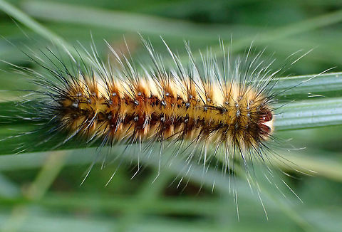 Anthela denticulata https://www.jungledragon.com/image/106263/anthela_sp.html Anthela denticulata,Australia,Geotagged,Summer