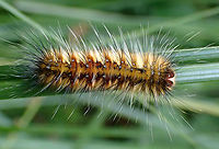 Anthela denticulata https://www.jungledragon.com/image/106263/anthela_sp.html Anthela denticulata,Australia,Geotagged,Summer