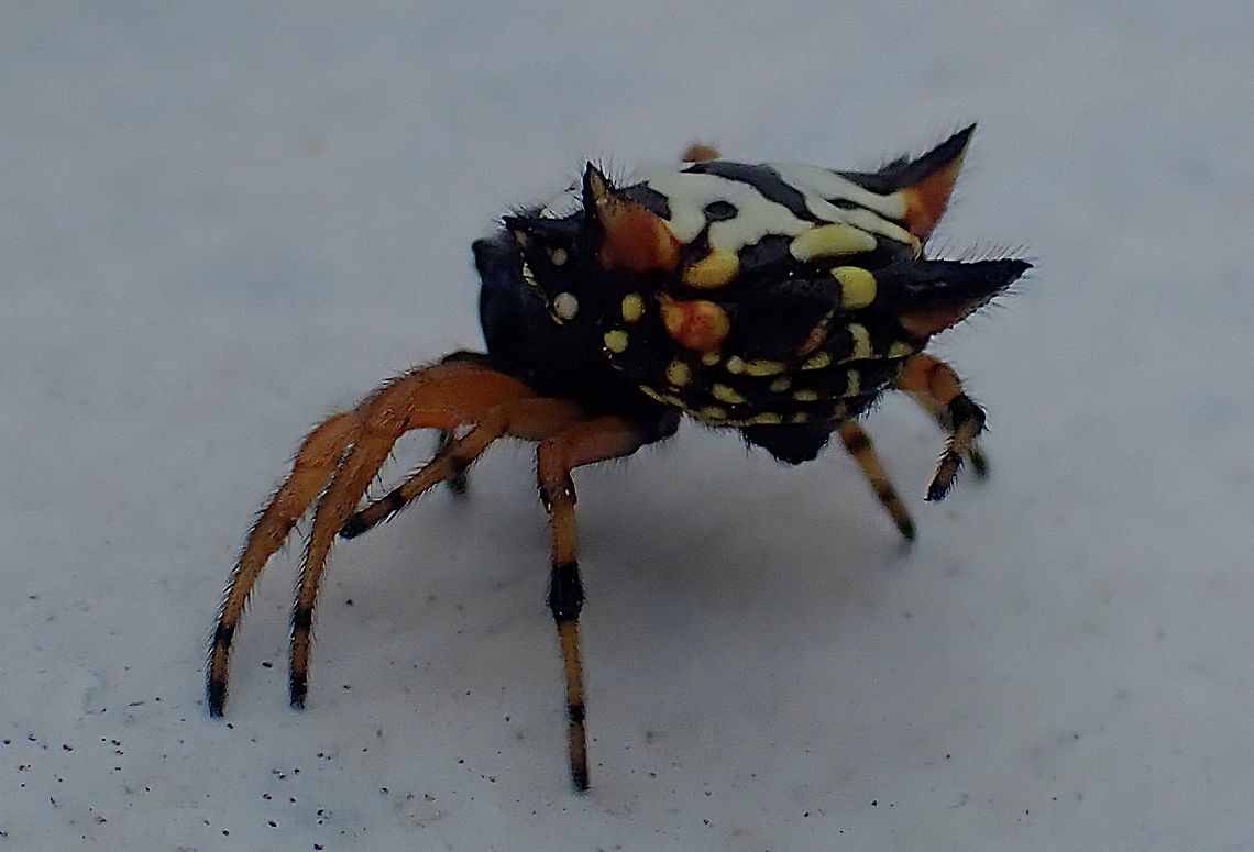 Austrocantha minax The other view of the little girl in the back of a vintage pick-up truck.<br />
<figure class="photo"><a href="https://www.jungledragon.com/image/106269/australian_christmas_spider.html" title="Australian Christmas spider"><img src="https://s3.amazonaws.com/media.jungledragon.com/images/2532/106269_thumb.JPG?AWSAccessKeyId=05GMT0V3GWVNE7GGM1R2&Expires=1759968010&Signature=8EHHlhvRuqv1Baoz8cdKIuo620g%3D" width="200" height="140" alt="Australian Christmas spider Austracantha minax<br />
This young girl was setting up shop in the back of someone&#039;s vintage pick-up truck.<br />
Also called jewel spider. About 12mm overall body.<br />
https://www.jungledragon.com/image/106396/austrocantha_minax.html Austracantha minax,Australia,Christmas spider,Geotagged,Orb Weaver Spider,Summer" /></a></figure> Austracantha minax,Jewel spider,orb weaver