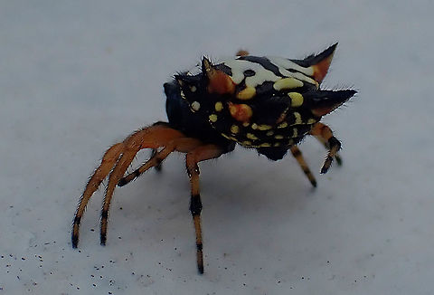 Austrocantha minax The other view of the little girl in the back of a vintage pick-up truck.
https://www.jungledragon.com/image/106269/australian_christmas_spider.html Austracantha minax,Jewel spider,orb weaver