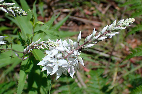 Veronica derwentiana inflorescence While trying to get lost up a wet logging track. Australia,Geotagged,Veronica derwentiana