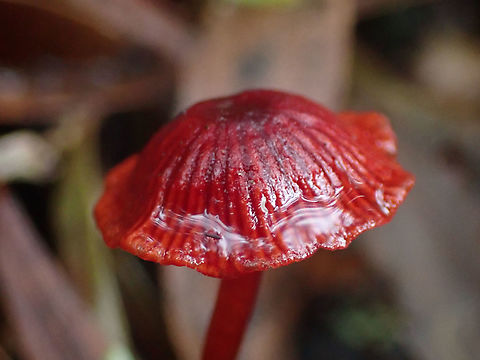 Tiny Red Bonnets (Mycena viscidocruenta) Cap about 5mm across. Sometimes in small clusters but often solo. Usually maximum height is 25mm.  Australia,Geotagged,Mycena viscidocruenta,Ruby bonnet,mycena