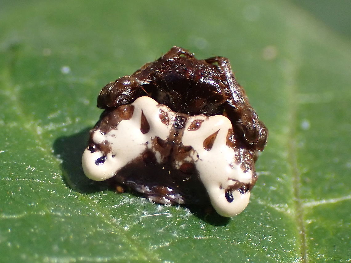 Small bird-dropping spider (Arkys Cutulus) Almost walked straight past this one but thought 'wait a minute... birds don't do symmetry'. <br />
About 10mm across. Depends entirely on camouflage and even a prodding finger is ignored. Arkys curtulus,Australia,Camouflage,Fall,Geotagged,Small bird dropping spider,arkys,spider