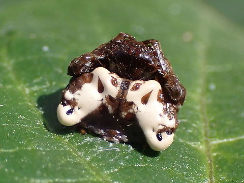 Small bird-dropping spider (Arkys Cutulus) Almost walked straight past this one but thought 'wait a minute... birds don't do symmetry'. 
About 10mm across. Depends entirely on camouflage and even a prodding finger is ignored. Arkys curtulus,Australia,Camouflage,Fall,Geotagged,Small bird dropping spider,arkys,spider