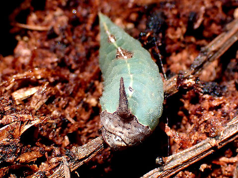 Orange cupmoth (Pseudanapaea transvestita) Found the cattie of these at last. About 24mm long this one was in the lower parts of a large Acacia mearnsii. Australia,Doratifera pinguis,Fall,Geotagged,Orange Cup Moth,Pseudanapaea transvestita