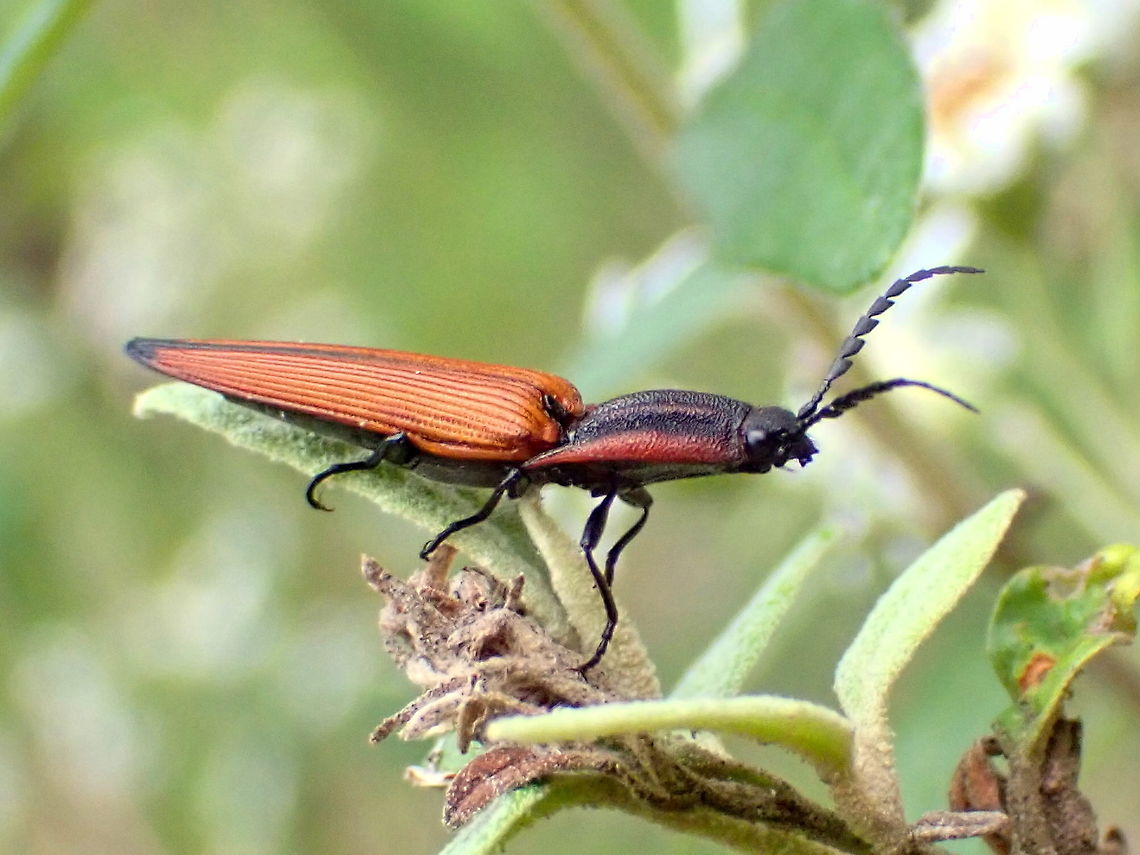Click Netwing mimic Elatichrosis trisulcatus<br />
Found at the top of a small shrub in a local nature reserve.<br />
About 26mm.. I suspect this one is close to a Lycid mimic.<br />
<figure class="photo"><a href="https://www.jungledragon.com/image/123574/lycid_mimic_click_beetle.html" title="Lycid mimic click beetle"><img src="https://s3.amazonaws.com/media.jungledragon.com/images/2532/123574_thumb.JPG?AWSAccessKeyId=05GMT0V3GWVNE7GGM1R2&Expires=1759968010&Signature=uKDGJLuf7hBfVKml650SDpIJcNU%3D" width="200" height="150" alt="Lycid mimic click beetle Elatichrosis trisulcatus<br />
https://www.jungledragon.com/image/123572/click_netwing_mimic.html Elatichrosis trisulcatus,Tapered click beetle" /></a></figure><br />
 Australia,Click Beetle,Elatichrosis trisulcatus,Geotagged,Tapered click beetle