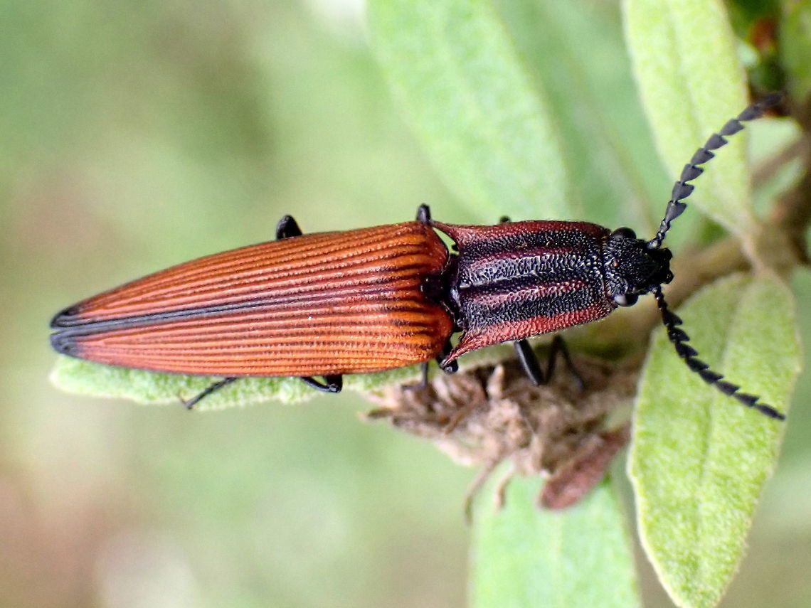 Lycid mimic click beetle Elatichrosis trisulcatus<br />
<figure class="photo"><a href="https://www.jungledragon.com/image/123572/click_netwing_mimic.html" title="Click Netwing mimic"><img src="https://s3.amazonaws.com/media.jungledragon.com/images/2532/123572_thumb.JPG?AWSAccessKeyId=05GMT0V3GWVNE7GGM1R2&Expires=1770854410&Signature=1Xzx6wQ4YaqacYFjIJ9EKC7pc2M%3D" width="200" height="150" alt="Click Netwing mimic Elatichrosis trisulcatus<br />
Found at the top of a small shrub in a local nature reserve.<br />
About 26mm.. I suspect this one is close to a Lycid mimic.<br />
https://www.jungledragon.com/image/123574/lycid_mimic_click_beetle.html<br />
 Australia,Click Beetle,Elatichrosis trisulcatus,Geotagged,Tapered click beetle" /></a></figure> Elatichrosis trisulcatus,Tapered click beetle