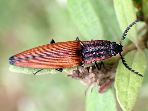 Lycid mimic click beetle Elatichrosis trisulcatus
https://www.jungledragon.com/image/123572/click_netwing_mimic.html Elatichrosis trisulcatus,Tapered click beetle