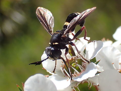 Wasp mimic thick-headed fly For a couple of weeks each year the ti-tree flowers bloom and get over-run by particular insects. 
Two of the annual visitors come at exactly the same time and look almost identical. 
One is a wasp but this one is a fly in the family Conopidae or 'Thick headed flies'
Unfortunately I don't expect to get much further than genus Australoconops spp. mimicry,wasp mimic
