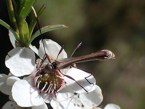 Wasp mimic longicorn beetle A very delicate longhorn beetle about 24mm. 
Another wasp mimic which feasts on the leptospermum flowers at this time of year.
I'm not certain of the mimicked species but in flight these strongly resemble gasteruptidae. Australia,Enchoptera apicalis,Geotagged,Spring,mimic,wasp mimic