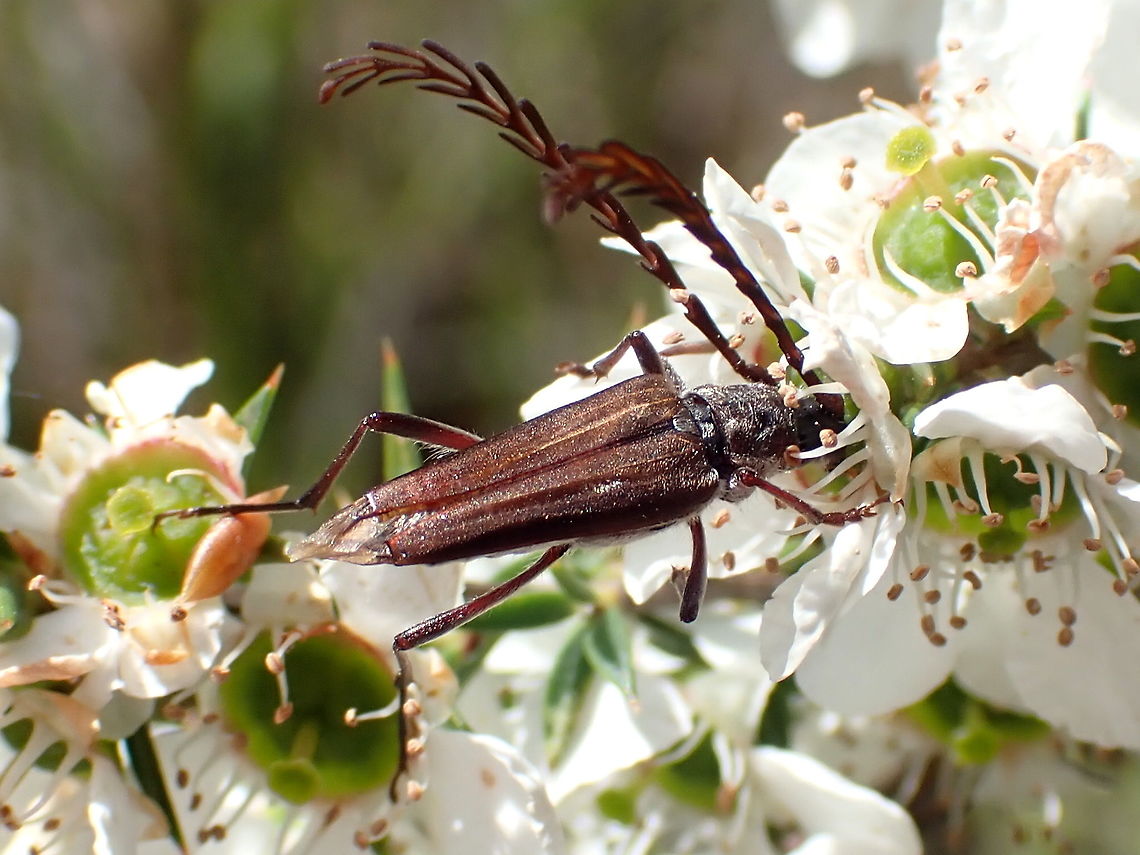 Distichocera fuliginosa -male Wonderful double flabellate antennae on this guy. <br />
About 30mm long. Australia,Distichocera fuliginosa,Geotagged,Spring