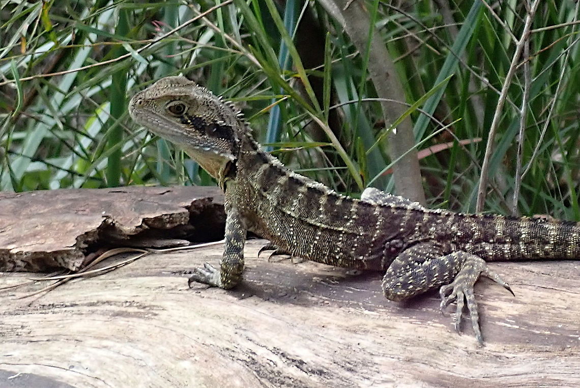 Eastern water Dragon This little guy was maybe a metre long. I suspect not fully mature but handsome nonetheless. <br />
&#039;Eastern&#039; water dragon is subspecies lesueurii Australia,Australian water dragon,Fall,Geotagged,Intellagama lesueurii