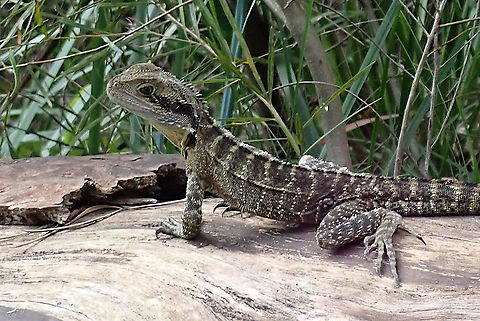 Eastern water Dragon This little guy was maybe a metre long. I suspect not fully mature but handsome nonetheless. 
'Eastern' water dragon is subspecies lesueurii Australia,Australian water dragon,Fall,Geotagged,Intellagama lesueurii