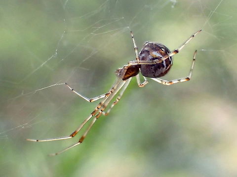 Cryptachaea veruculata Awaiting confirmation... 
Juvenile?
Suspended from silver wattle Acacia mearnsii. Australia,Cryptachaea veruculata,Geotagged,Spring