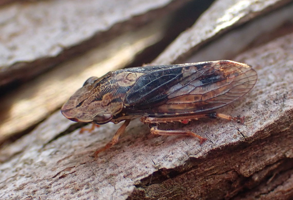 Black flat-head leafhopper I was just leaning against a large eucalyptus thinking what a poor season it is for micro fauna and this critter tried to sneak away without being noticed. <br />
(calendar was switched off.. how do I edit the date which should be Jan 4 2022) Australia,Flathead Leafhopper,Geotagged,Stenocotis depressa