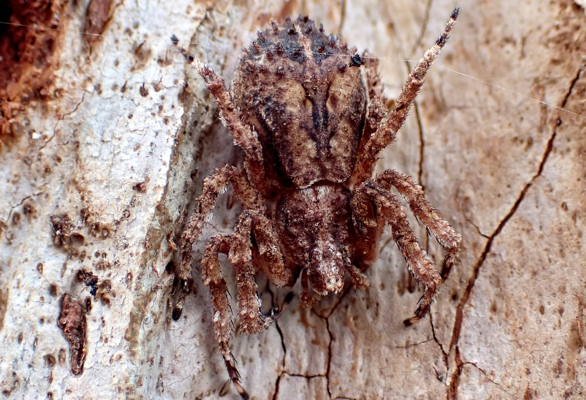 Knobbly Bark Spider A nice example of the crab spider Stephanopis altifrons.<br />
Tiny eyes on these are mounted on a tiny turret. <br />
Sorry no lateral view this time. Australia,Camouflage,Crab spider,Geotagged,Knobbly crab spider,Stephanopis altifrons