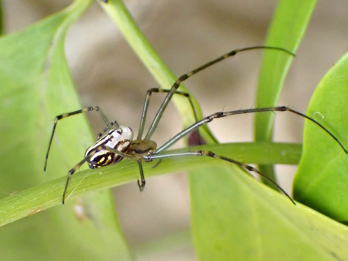 Visitor from the north Last week we suffered disgustingly humid weather which came down from a northern cyclone. <br />
Took me a while to ID this slender orb weaver in our garden but there it is - a Silver Northern orb weaver. <br />
Welcome and I hope you can stand the civilised &#039;cold&#039;. Australia,Geotagged,Humped silver orb spider,Leucauge dromedaria,Leucauge granulata,Summer,Tetragnathidae,long jawed orb weaver