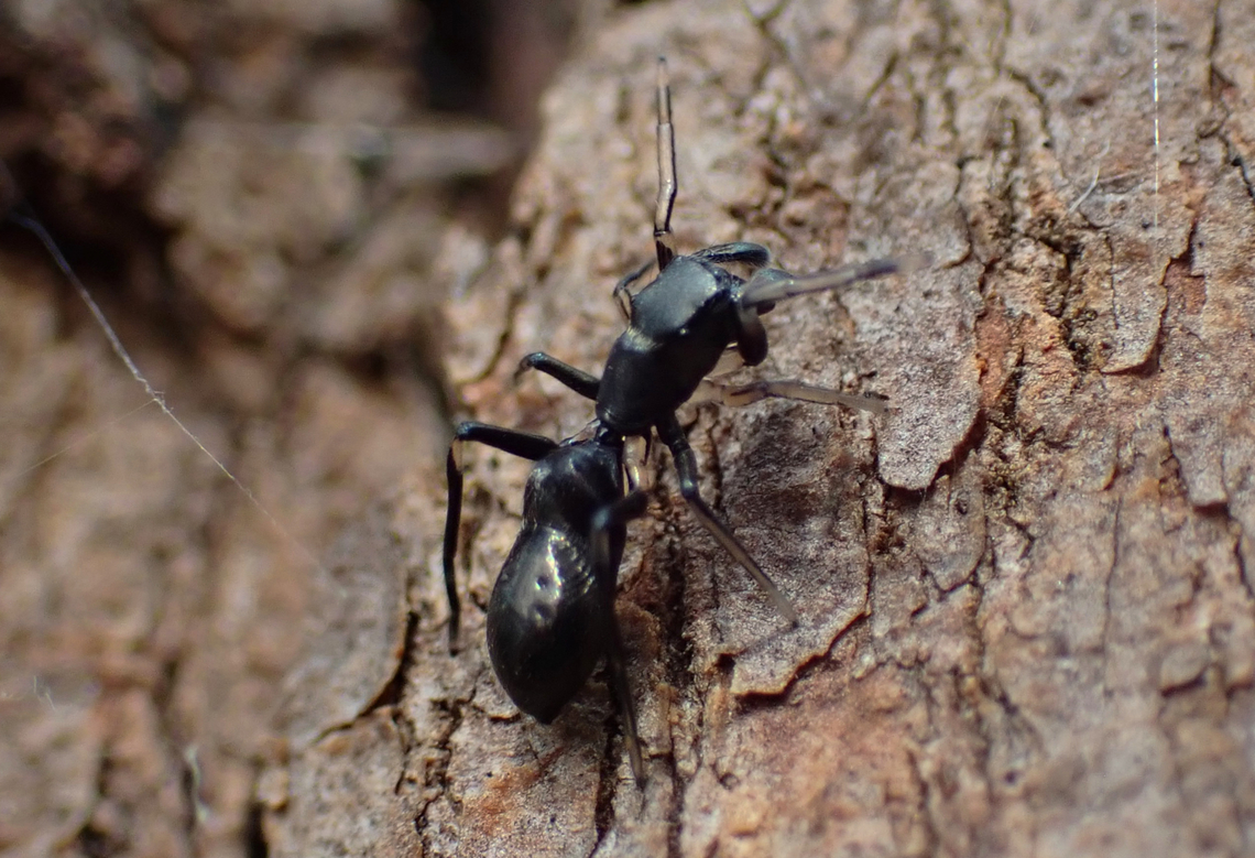Ant mimic spider One of the ants on a gum tree didn&#039;t quite look the same and was moving differently. The truth was revealed on the large screen.<br />
About 7mm long. Lysterfield Lake reserve.<br />
Most likely species is Myrmarachne japonica but no confirmation yet. Australia,Geotagged,ant mimic,jumping spider,salticidae