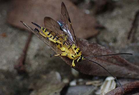 Xanthopimpla Small uncommon wasp about 12mm long body. They are usually very alert and therefore difficult to snap but this one stayed put and just tried to walk away. After examining the photos at home I realised why. The port side costa has a break in it !! Her work is done. Australia,Fall,Female,Geotagged,Ichneumonidae,Wasp,Xanthopimpla punctata,damaged
