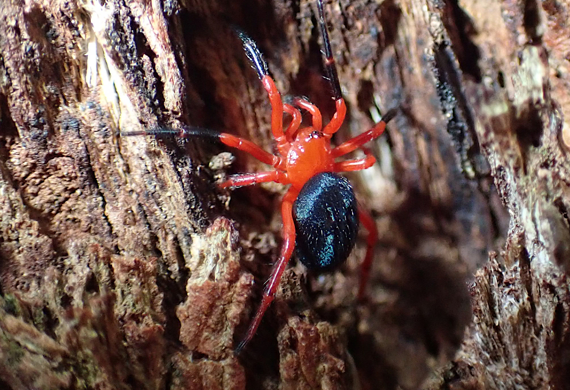 Nicodamidae (Red & black spiders) About 10mm long overall, searching the crevices of a large eucalyptus.<br />
Always sexy with black stockings.  Ambicodamus crinitus,Australia,Geotagged,Nicodamus peregrinus,Red & Black Spider