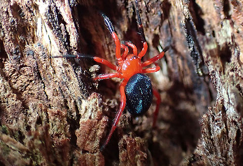 Nicodamidae (Red & black spiders) About 10mm long overall, searching the crevices of a large eucalyptus.
Always sexy with black stockings.  Ambicodamus crinitus,Australia,Geotagged,Nicodamus peregrinus,Red & Black Spider