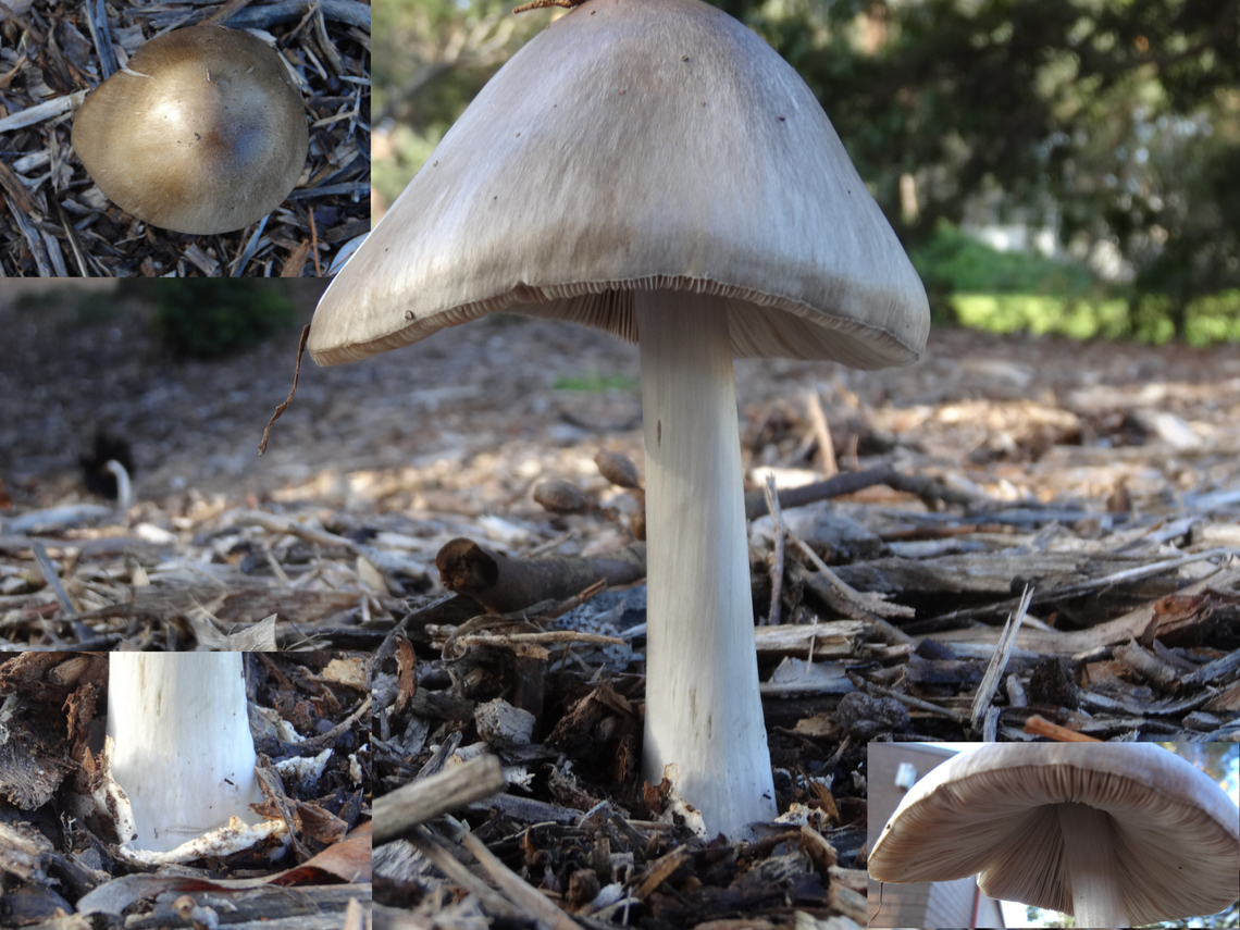Stubble rosegill A large mushroom - 140mm tall; 80mm wide; cap conical domed smooth, lightly fibrulose, pale bronze; gills simple, crowded, detached, pale pink; stipe straight, fibrose, white, with remains of volva.<br />
Inner suburban growing from introduced woodchip mulch in a sports park.<br />
<br />
Australia,Big Sheath Mushroom,Geotagged,Volvopluteus gloiocephalus
