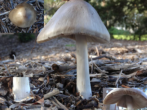 Stubble rosegill A large mushroom - 140mm tall; 80mm wide; cap conical domed smooth, lightly fibrulose, pale bronze; gills simple, crowded, detached, pale pink; stipe straight, fibrose, white, with remains of volva.
Inner suburban growing from introduced woodchip mulch in a sports park.

 Australia,Big Sheath Mushroom,Geotagged,Volvopluteus gloiocephalus
