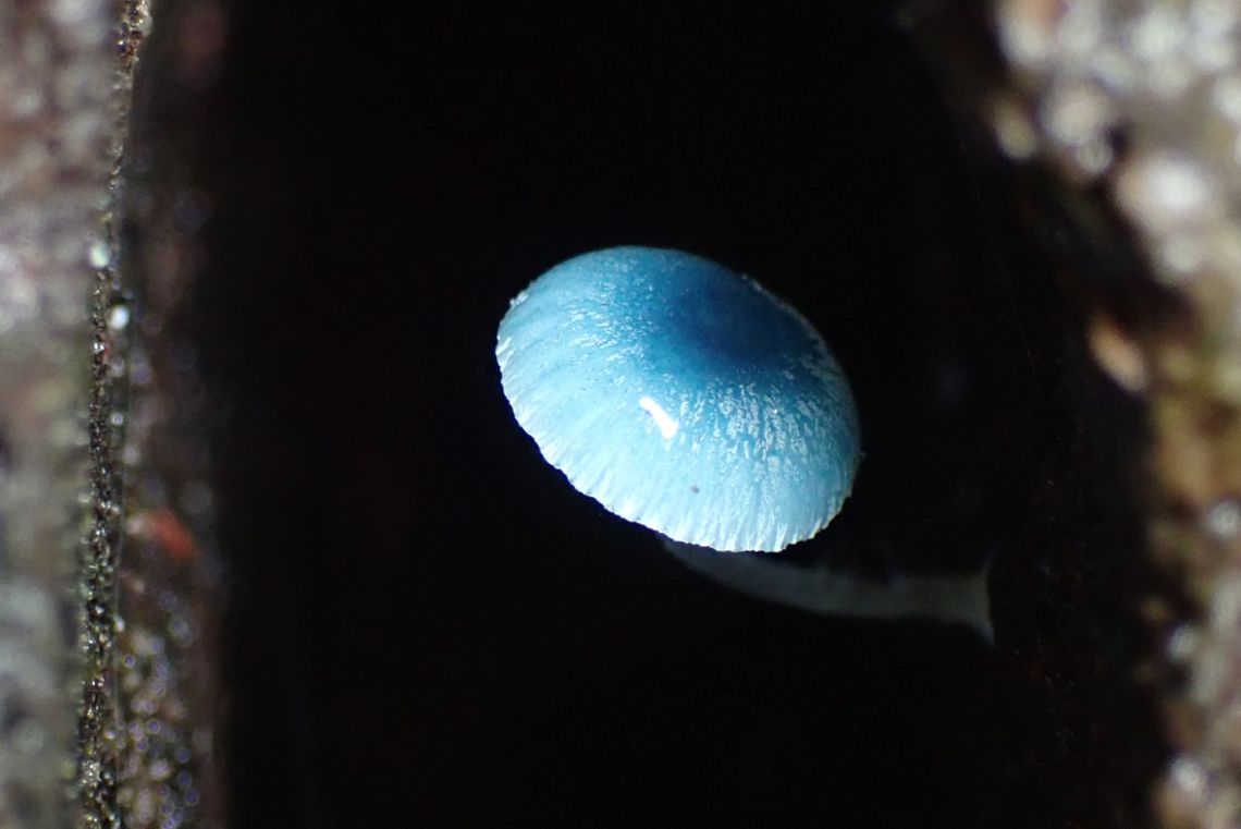 Lonely Mycena interrupta in a cave Solitary ice-blue mycena deep inside an old and very wet eucalyptus log.<br />
Poignant as we are suffering one of our coldest wettest winters on record. Australia,DRNP,Fall,Geotagged,Mycena interrupta,Pixie's parasol,mycena,winter