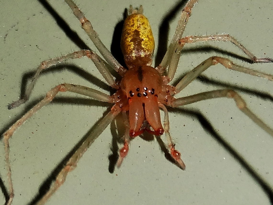 Yellow Sac spider (Cheiracanthium gracile) Attracted to lights near midnight at the local national park. About 30mm long overall. Australia,CFA,Cheiracanthium gracile,DRNP,Geotagged,Male,Spring,Yellow Sac spider