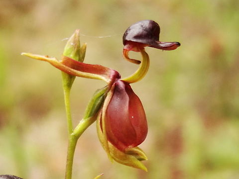 Flying Duck orchid (Caleana major) A small cluster of about a dozen were found in dry sandy loam beside a walking track. Plants were about 280mm tall. The Duck is about 20mm from top to bottom. Australia,Caleana major,Flying Duck Orchid,Geotagged,Langwarrin Reserve,Spring