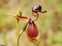 Flying Duck orchid (Caleana major) A small cluster of about a dozen were found in dry sandy loam beside a walking track. Plants were about 280mm tall. The Duck is about 20mm from top to bottom. Australia,Caleana major,Flying Duck Orchid,Geotagged,Langwarrin Reserve,Spring