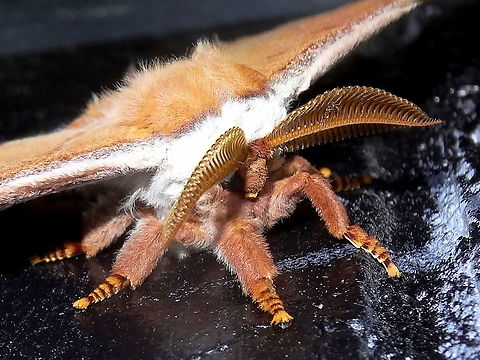 Helena gum moth (Opodiphthera helena) A very large male Saturnid moth (170mm wingspan) with large 'eye spots' on hind wings and banded socks. Found resting on glossy black bricks. Attracted to lights at midnight at the local fire station which is in part of the local national park.
http://www.jungledragon.com/image/33287/helena_gum_moth_opodiphthera_helena.html
 Australia,CFA,DRNP,Geotagged,Opodiphthera helena,Spring,moth,moth week 2018