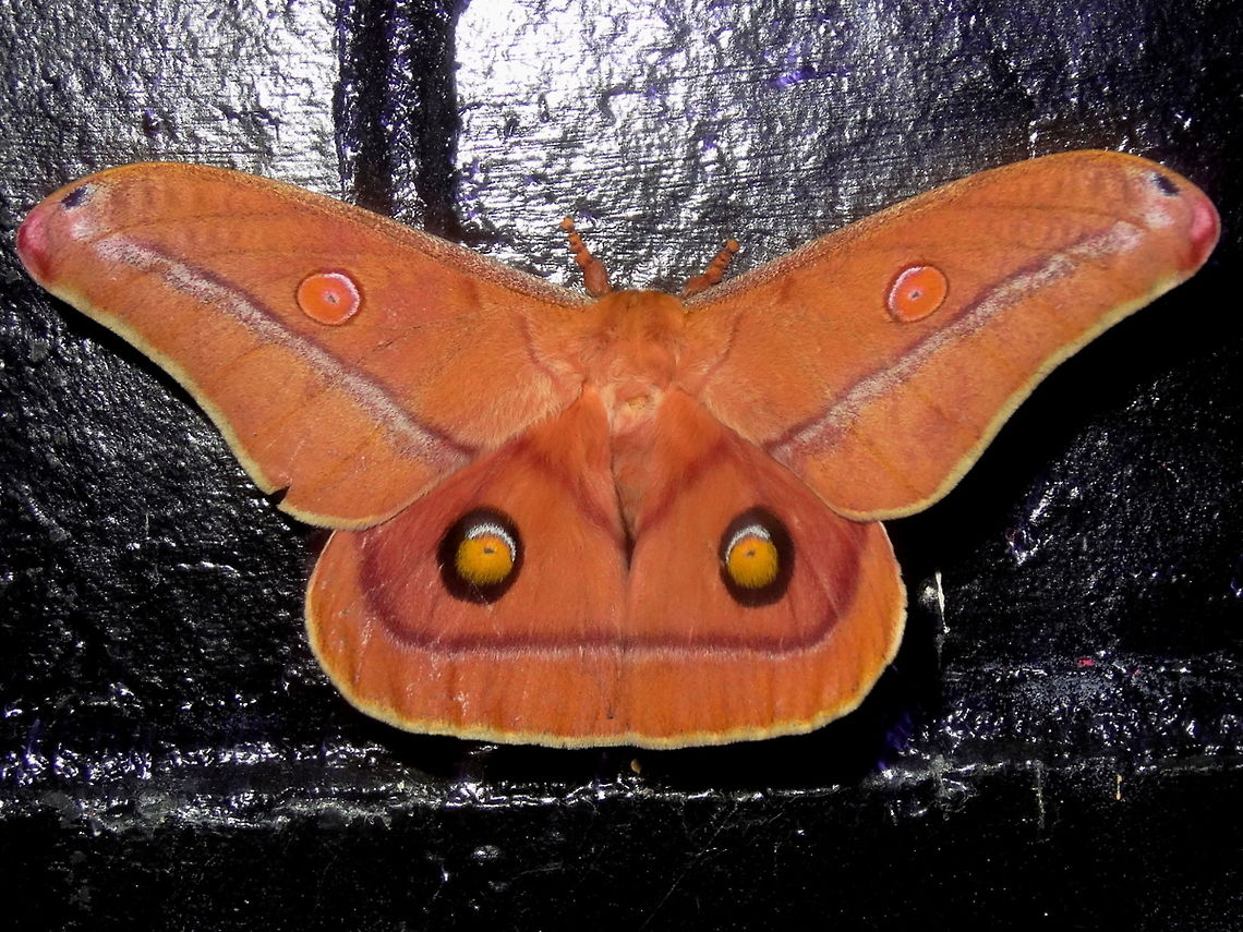 Helena gum moth (Opodiphthera helena) A very large male Saturnid moth (170mm wingspan) with large &#039;eye spots&#039; on hind wings and banded socks. Found resting on glossy black bricks. Attracted to lights at midnight at the local fire station which is in part of the local national park.<br />
<figure class="photo"><a href="https://www.jungledragon.com/image/33286/helena_gum_moth_opodiphthera_helena.html" title="Helena gum moth (Opodiphthera helena)"><img src="https://s3.amazonaws.com/media.jungledragon.com/images/2532/33286_thumb.JPG?AWSAccessKeyId=05GMT0V3GWVNE7GGM1R2&Expires=1759968010&Signature=VaMMG5ZuThF%2F%2B0fLAQbvdKdCQ7o%3D" width="200" height="150" alt="Helena gum moth (Opodiphthera helena) A very large male Saturnid moth (170mm wingspan) with large &#039;eye spots&#039; on hind wings and banded socks. Found resting on glossy black bricks. Attracted to lights at midnight at the local fire station which is in part of the local national park.<br />
http://www.jungledragon.com/image/33287/helena_gum_moth_opodiphthera_helena.html<br />
 Australia,CFA,DRNP,Geotagged,Opodiphthera helena,Spring,moth,moth week 2018" /></a></figure><br />
 Australia,CFA,DRNP,Geotagged,Moth,Opodiphthera helena,Spring