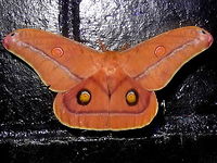 Helena gum moth (Opodiphthera helena) A very large male Saturnid moth (170mm wingspan) with large 'eye spots' on hind wings and banded socks. Found resting on glossy black bricks. Attracted to lights at midnight at the local fire station which is in part of the local national park.<br />
http://www.jungledragon.com/image/33286/helena_gum_moth_opodiphthera_helena.html<br />
 Australia,CFA,DRNP,Geotagged,Moth,Opodiphthera helena,Spring