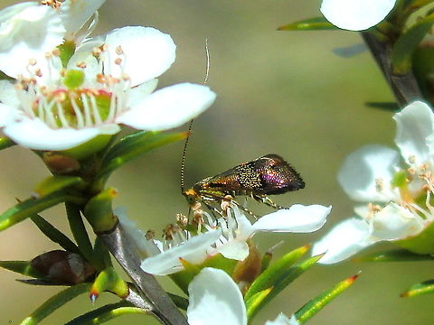 Glossy Fairy moth (Nemophora sparsella) A tiny moth (8mm) with long antennae and a vivid metallic sheen. A day flying flower feeder burrowing around small Leptospermum flowers. They are so busy, so aware, and so small.  Adelidae,Australia,ChurchillNP,Geotagged,Moth,Nemophora sparsella,Spring