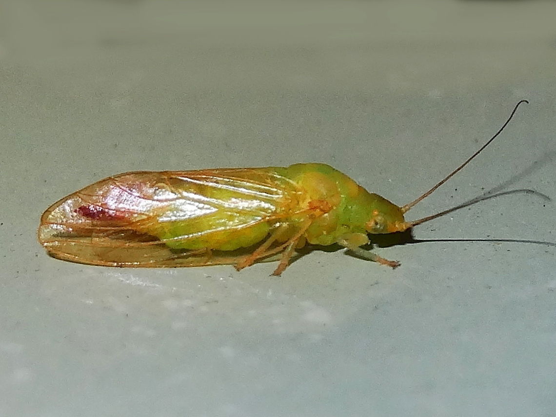 Psylloidean (Aphalaridae) A strange looking bug with bits of everything and took some effort to work out what it was. 12mm long body. Found at the edge of local national park under lights. These psyllids insert eggs into leaves or stems which then develop into galls housing developing nymphs.  Aphalaridae,Australia,CFA,DRNP,Geotagged,Spring