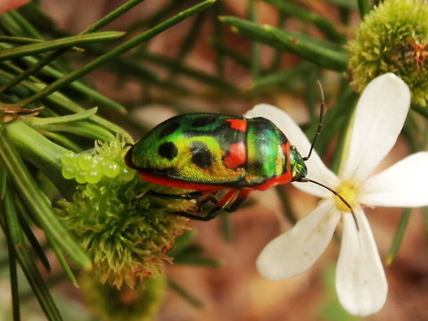 Metallic jewel bug (Scutiphora pedicellata) A vivid metallic bug about 16mm long. Colours change depending on light direction. Found on euphorbiaceae (Ricinocarpos pinifolius). Obviously female and laying lime green eggs onto the same plant.

Habitat:

Found on Ricinocarpos pinifolius ( http://anpsa.org.au/r-pin.html ) in Langwarrin Flora and Fauna Reserve Australia,Geotagged,Langwarrin Reserve,Scutiphora pedicellata,Spring