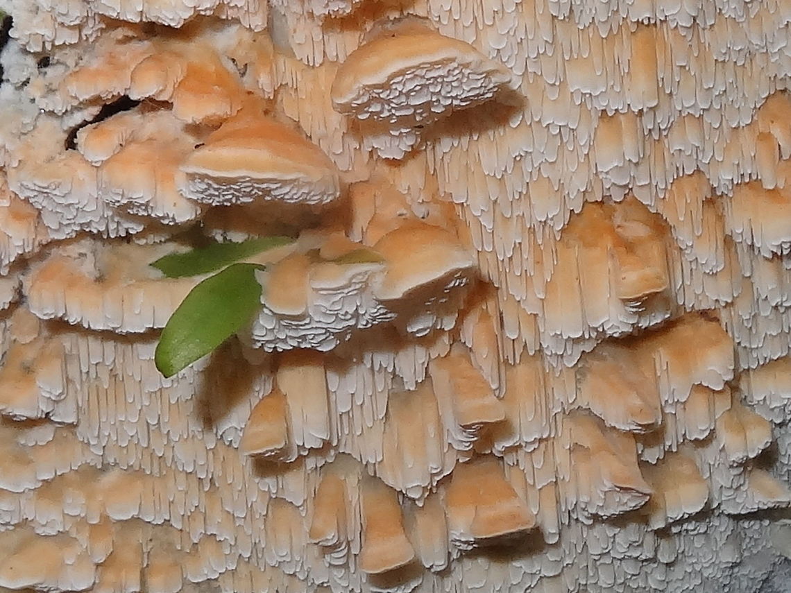 Ragged polypore (Antrodiella zonata) A young patch of ragged, toothy bracket fungi about 40cm square on the south side of a eucalyptus.<br />
Tall rain forest national park. Antrodiella zonata,Australia,DRNP,Geotagged,Winter,autumn,bracket fungi