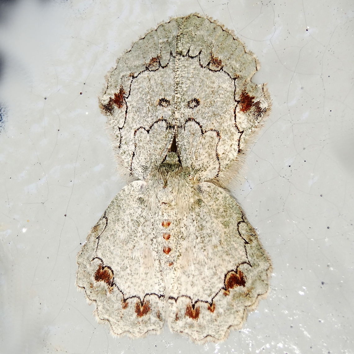 Moth girl blowing kisses (Pingasa cinerea) Attracted to lights at night at the edge of the local national park. Initially I thought it was two moths mating. The head is near the centre and fore wings to the top. This one is an unusual pale form. Australia,Geotagged,Pingasa cinerea,Spring,geometridae