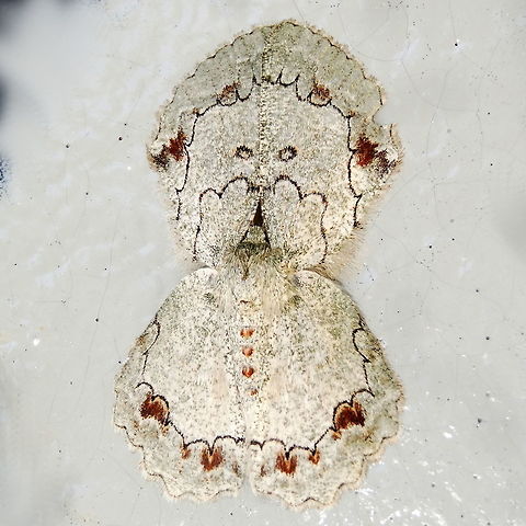 Moth girl blowing kisses (Pingasa cinerea) Attracted to lights at night at the edge of the local national park. Initially I thought it was two moths mating. The head is near the centre and fore wings to the top. This one is an unusual pale form. Australia,Geotagged,Pingasa cinerea,Spring,geometridae