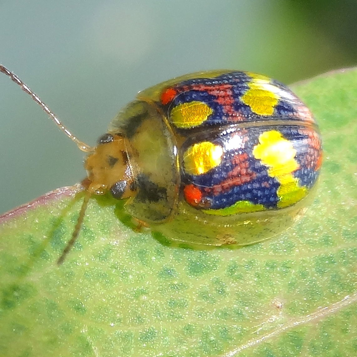 Glorious eucalyptus leaf beetle (Paropsisterna gloriosa) Paropsisterna gloriosa<br />
About 10mm long. Found feeding and breeding on Eucalyptus viminalis in an outer urban back yard.<br />
http://bie.ala.org.au/species/Paropsisterna+gloriosa# Australia,Geotagged,Paropsisterna gloriosa,Spring