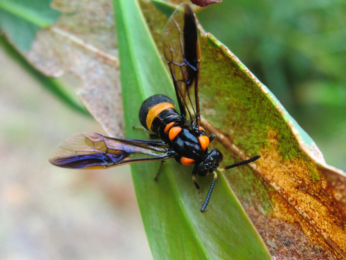 Bottlebrush sawfly Pterygophorus cinctus<br />
About 18mm long several of these were resting on a small bottlebrush plany at the edge of the local national park. Australia,Bottlebrush sawfly,Geotagged,Pterygophorus cinctus,Sawfly,Summer
