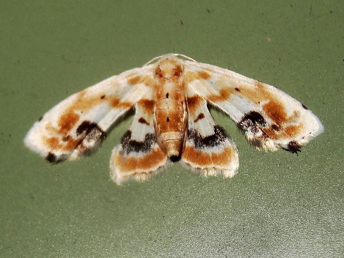 Hippy shirt moth (Holocryptis phasianura) This sighting extended the known range of the species (climate change?)<br />
Attracted to lights near midnight at the edge of the local national park. DRNP<br />
Fore wings partly furled and flared hind wings give this small moth a strange profile. <br />
About 14mm wingspan. <br />
<a href="http://www.lepbarcoding.org/australia/species.php?region=1&amp;id=75318&amp;spec_id=10ANIC_06506" rel="nofollow">http://www.lepbarcoding.org/australia/species.php?region=1&amp;id=75318&amp;spec_id=10ANIC_06506</a> 1287762446&amp;meta;=&amp;image=www.boldsystems.org/pics/ANICJ/10ANIC_06506+1287762446.jpg Australia,Geotagged,Holocryptis phasianura,Spring