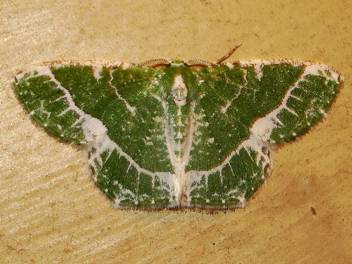 Lacy Emerald moth (Anisozyga insperata) Anisozyga insperata (male)<br />
About 22mm wingspan. Drawn to lights near midnight. Outer urban back yard.<br />
Larvae feed on Angophora, Exocarpis, Guava. Sixty day cycles between generations.<br />
&#039;Anisozyga insperata&#039; was previously known as &#039;Eucyclodes insperata&#039;<br />
<a href="http://lepidoptera.butterflyhouse.com.au/geom/insper.html" rel="nofollow">http://lepidoptera.butterflyhouse.com.au/geom/insper.html</a> Anisozyga insperata,Australia,Geometridae,Geometrinae,Geotagged,Lacy emerald,Spring,emerald moth