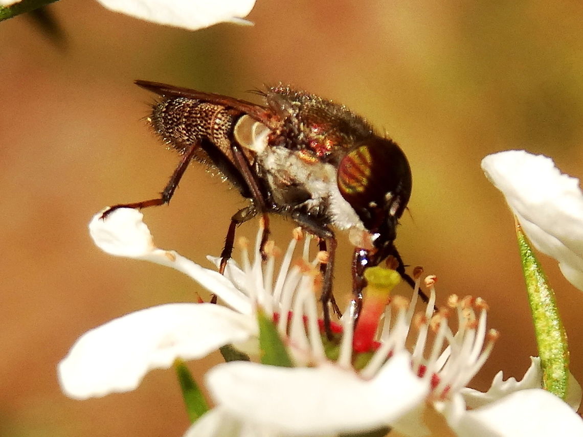 Rhiniid fly (Stomorhina sp) Stomorhina spp.<br />
About 20mm long these flies have nicely striped eyes and feed on Leptospermum flowers.<br />
Found in a local nature reserve. (Wicks) Australia,Geotagged,Spring