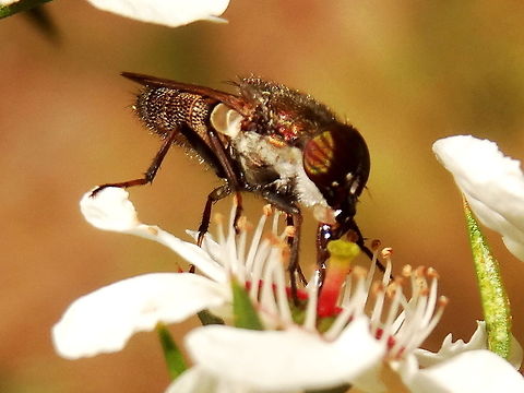 Rhiniid fly (Stomorhina sp) Stomorhina spp.
About 20mm long these flies have nicely striped eyes and feed on Leptospermum flowers.
Found in a local nature reserve. (Wicks) Australia,Geotagged,Spring