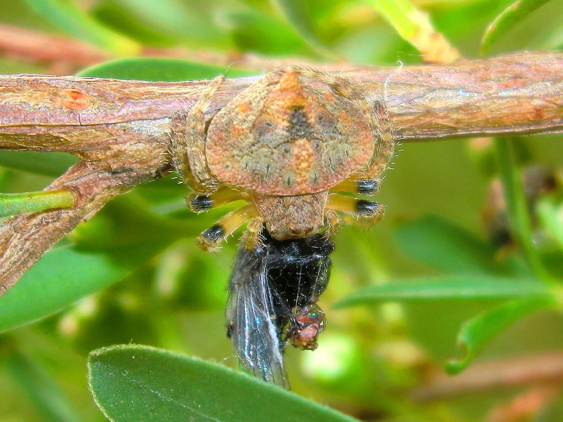 Wrap-around spider (Dolophones sp.) Dolophones sp.<br />
There are many species of these yet to be described.<br />
About 10mm across the body they resemble nodes and other parts of the stems of bushes. This one has caught a fly and thus temporarily broken it's camouflage while it feeds. Australia,Dolophones,Geotagged,Spring