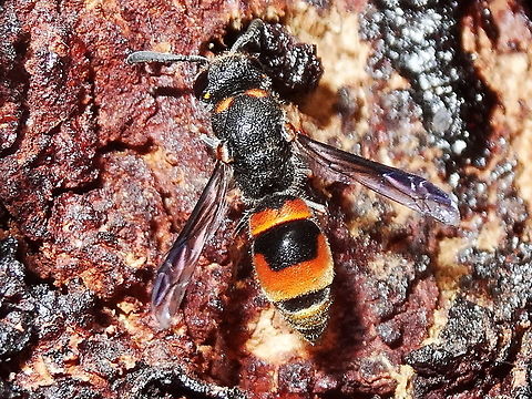 Mud wasp (Paralastor sp.) Paralastor sp.
A 14mm long wasp probably building a nest in a tree trunk. It was coming and going every 60 seconds or so but not giving enough time for a decent photo so I plugged the hole temporarily. Species may not be described yet but 'experts' in Australia are certain of genus..
 Australia,Eumeninae,Geotagged,Summer,Wasp,paralastor