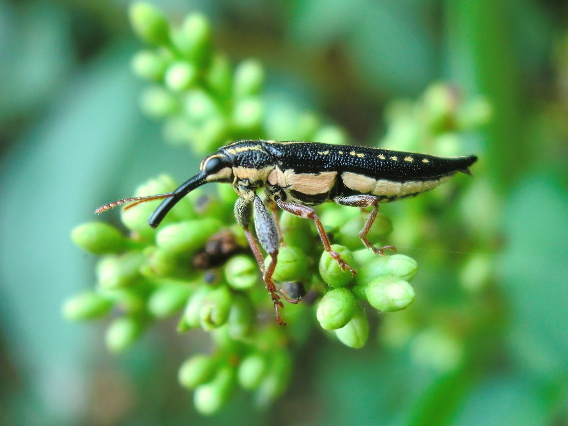 Long nosed weevil (Rhinotia hemistictus) About 20mm long.<br />
Exploring all sorts of flowering shrubs up to 2m tall. Australia,Belidae,Geotagged,Rhinotia hemistictus,Spring
